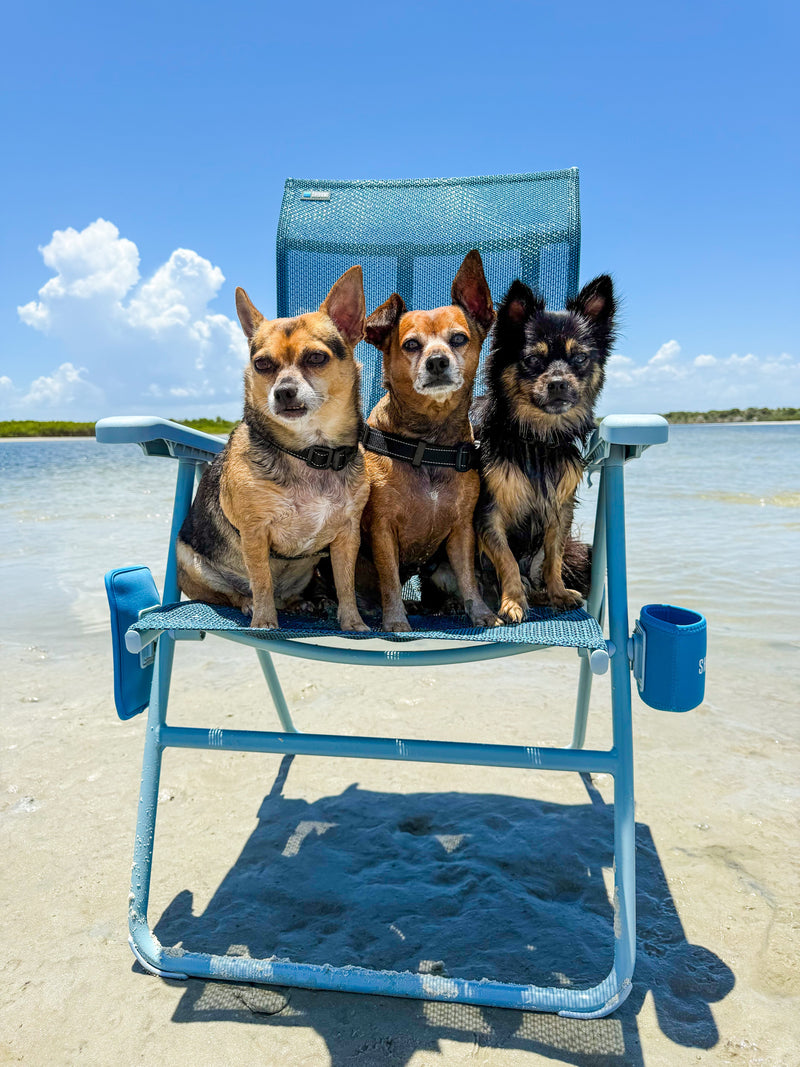 Summer Beach Safety Tips for Dogs: Everything You Need for the Best Beach Day Together